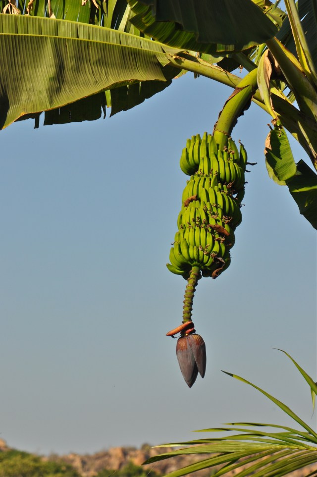 Hampi, Bananas