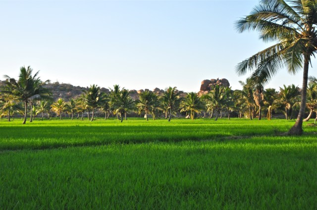 Rice Field, Hampi