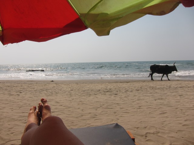 Cows, Vagator - Goa - India