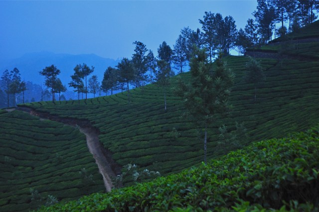 Munnar, India