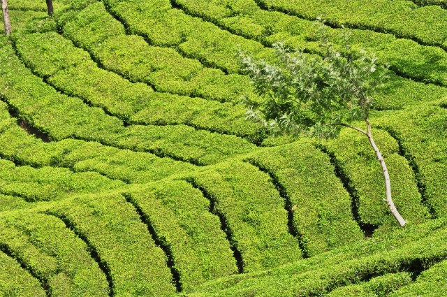Tea fields - Munnar, India