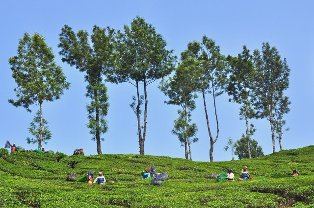 Woman working - Munnar, India