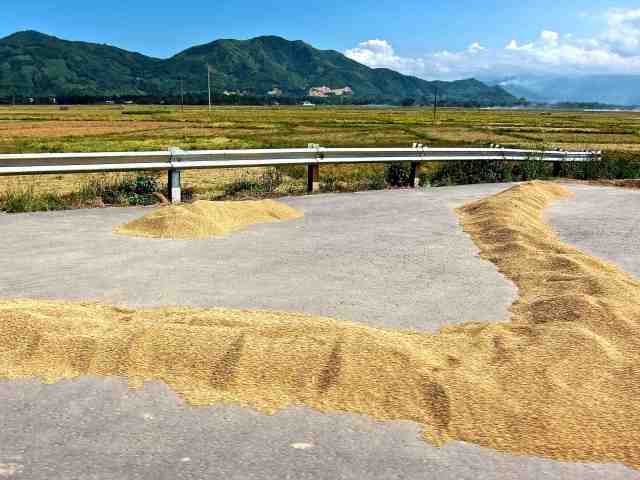 Rice Harvesting II - Dalat to Nha Trang, Vietnam