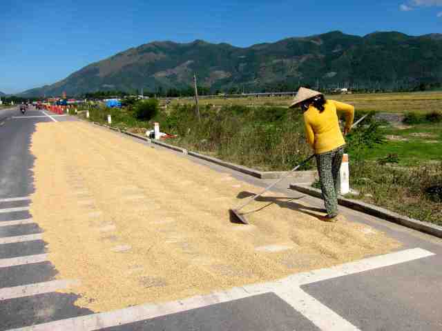 Rice harvesting - Dalat to Nha Trang, Vietnam